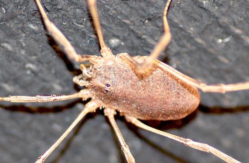 Odiellus troguloides